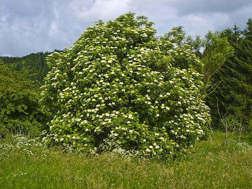 sambucus nigra